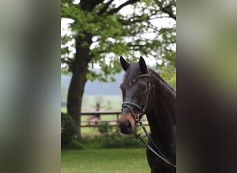 Oldenburger, Wallach, 14 Jahre, 170 cm, Dunkelbrauner