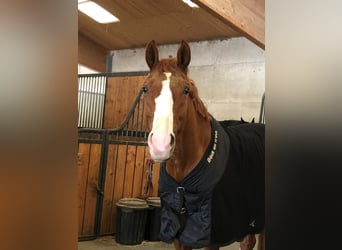 Oldenburger, Wallach, 14 Jahre, 170 cm, Fuchs