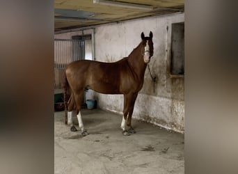 Oldenburger, Wallach, 14 Jahre, 170 cm, Fuchs