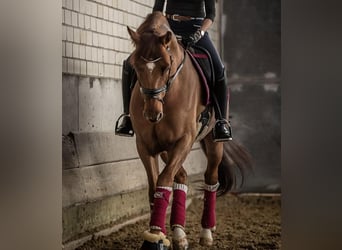 Oldenburger, Wallach, 14 Jahre, 170 cm, Fuchs