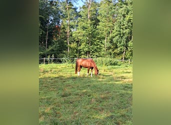 Oldenburger, Wallach, 14 Jahre, 170 cm, Fuchs