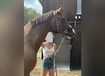 Oldenburger, Wallach, 14 Jahre, 171 cm, Dunkelfuchs