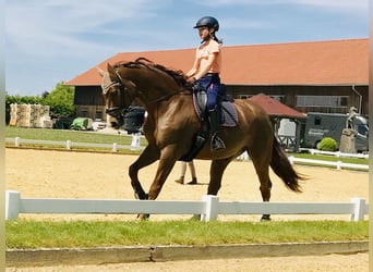 Oldenburger, Wallach, 14 Jahre, 171 cm, Dunkelfuchs