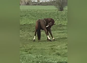 Oldenburger, Wallach, 14 Jahre, 171 cm, Dunkelfuchs