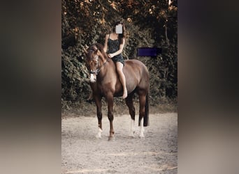 Oldenburger, Wallach, 14 Jahre, 171 cm, Dunkelfuchs