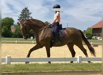 Oldenburger, Wallach, 14 Jahre, 171 cm, Dunkelfuchs