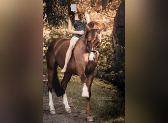 Oldenburger, Wallach, 14 Jahre, 171 cm, Dunkelfuchs