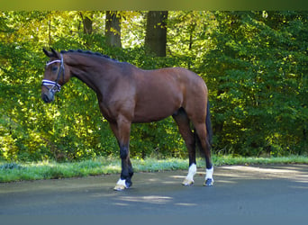 Oldenburger, Wallach, 14 Jahre, 172 cm, Brauner