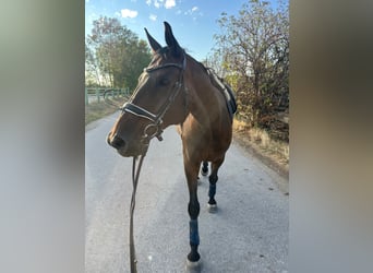 Oldenburger, Wallach, 14 Jahre, 173 cm, Dunkelbrauner