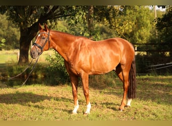 Oldenburger, Wallach, 14 Jahre, 173 cm, Dunkelfuchs