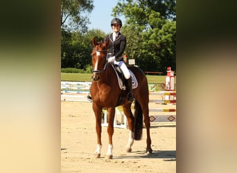 Oldenburger, Wallach, 14 Jahre, 173 cm, Dunkelfuchs