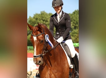 Oldenburger, Wallach, 14 Jahre, 173 cm, Dunkelfuchs