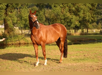 Oldenburger, Wallach, 14 Jahre, 173 cm, Dunkelfuchs