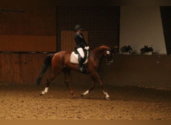 Oldenburger, Wallach, 14 Jahre, 173 cm, Dunkelfuchs