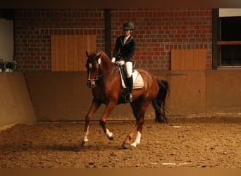 Oldenburger, Wallach, 14 Jahre, 173 cm, Dunkelfuchs