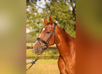 Oldenburger, Wallach, 14 Jahre, 173 cm, Dunkelfuchs