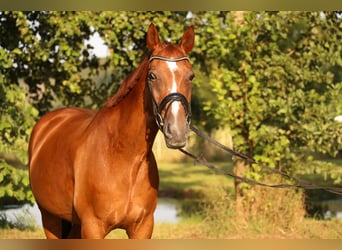 Oldenburger, Wallach, 14 Jahre, 173 cm, Dunkelfuchs
