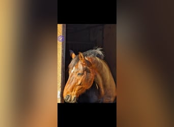 Oldenburger, Wallach, 14 Jahre, 174 cm, Brauner