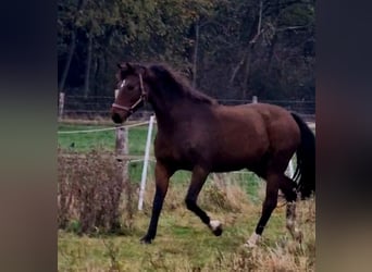Oldenburger, Wallach, 14 Jahre, 174 cm, Brauner