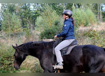 Oldenburger, Wallach, 14 Jahre, 174 cm, Brauner