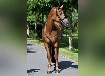 Oldenburger, Wallach, 14 Jahre, 174 cm, Fuchs