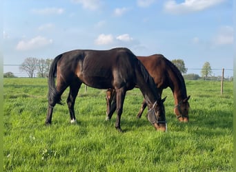 Oldenburger, Wallach, 14 Jahre, 175 cm, Dunkelbrauner