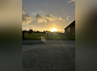 Oldenburger, Wallach, 14 Jahre, 190 cm, Rappe