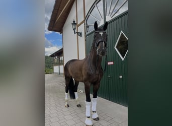 Oldenburger, Wallach, 14 Jahre