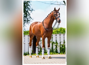 Oldenburger, Wallach, 15 Jahre, 163 cm, Dunkelfuchs