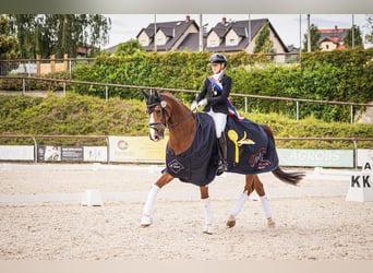 Oldenburger, Wallach, 15 Jahre, 163 cm, Dunkelfuchs