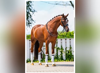 Oldenburger, Wallach, 15 Jahre, 163 cm, Dunkelfuchs