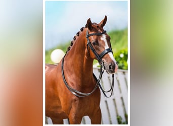 Oldenburger, Wallach, 15 Jahre, 163 cm, Dunkelfuchs
