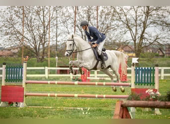 Oldenburger, Wallach, 15 Jahre, 165 cm, Schimmel