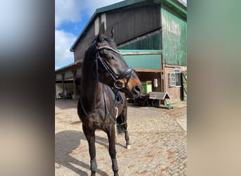 Oldenburger, Wallach, 15 Jahre, 166 cm, Dunkelbrauner