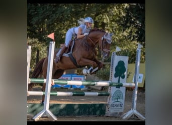 Oldenburger, Wallach, 15 Jahre, 170 cm, Dunkelfuchs