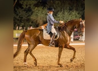 Oldenburger, Wallach, 15 Jahre, 170 cm, Dunkelfuchs