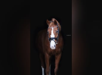 Oldenburger, Wallach, 15 Jahre, 170 cm, Fuchs