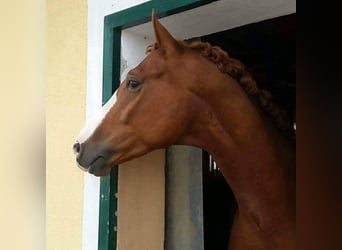 Oldenburger, Wallach, 15 Jahre, 170 cm, Fuchs