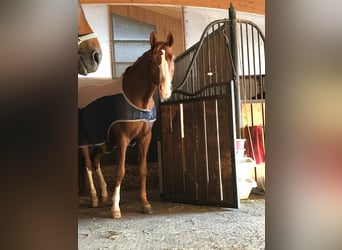 Oldenburger, Wallach, 15 Jahre, 170 cm, Fuchs