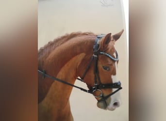 Oldenburger, Wallach, 15 Jahre, 170 cm, Fuchs