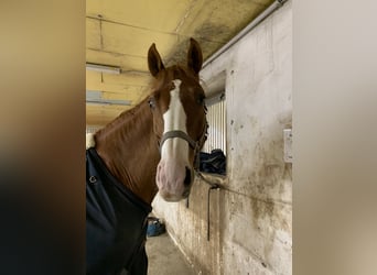 Oldenburger, Wallach, 15 Jahre, 170 cm, Fuchs