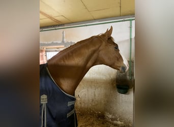 Oldenburger, Wallach, 15 Jahre, 170 cm, Fuchs