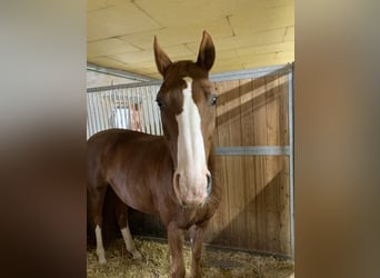 Oldenburger, Wallach, 15 Jahre, 170 cm, Fuchs