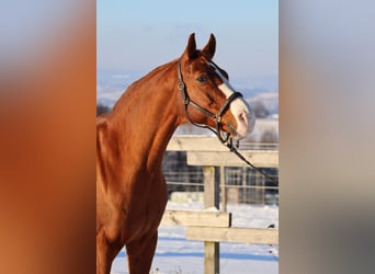 Oldenburger, Wallach, 15 Jahre, 170 cm, Fuchs