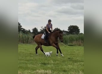Oldenburger, Wallach, 15 Jahre, 171 cm, Hellbrauner