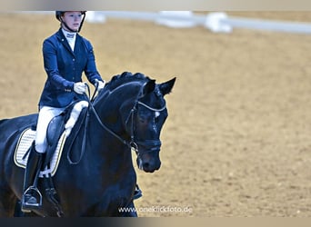 Oldenburger, Wallach, 15 Jahre, 178 cm, Schwarzbrauner