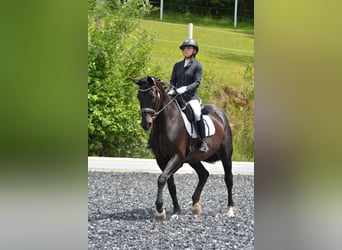 Oldenburger, Wallach, 15 Jahre, 183 cm, Brauner