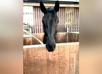 Oldenburger, Wallach, 15 Jahre, 184 cm, Rappe