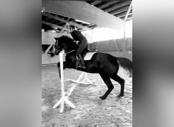Oldenburger, Wallach, 15 Jahre, 184 cm, Rappe