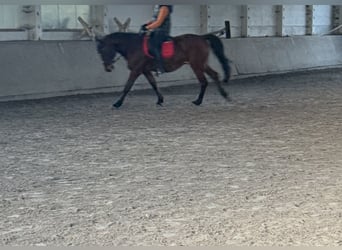 Oldenburger Mix, Wallach, 16 Jahre, 164 cm, Brauner